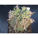 Euphorbia obesa x meloformis Hybride gro&szlig; !!