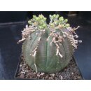 Euphorbia obesa x meloformis Hybride gro&szlig; !!