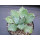 Agave potatorum 12cm Nachzuchtpflanze !