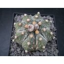 Astrophytum asterias Hybride 7,5cm wurzelecht