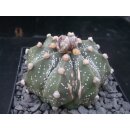 Astrophytum asterias Hybride 7,5cm wurzelecht