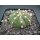 Astrophytum asterias var. nudum 4,3cm wurzelecht