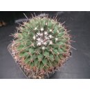 Mammillaria vagaspina 6,5cm selten !