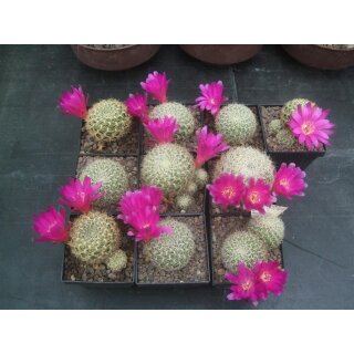 Sulcorebutia albissima 7cm gro&szlig; !