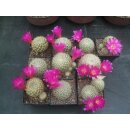 Sulcorebutia albissima 7cm gro&szlig; !