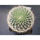 Sulcorebutia albissima 7cm gro&szlig; !