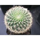 Sulcorebutia albissima 7cm gro&szlig; !
