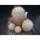 Mammillaria geminispina sch&ouml;ne Altpflanze !