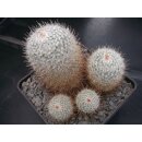 Mammillaria geminispina sch&ouml;ne Altpflanze !