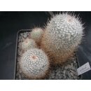 Mammillaria geminispina sch&ouml;ne Altpflanze !
