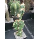 Cereus jamacaru v. monstrosus 30cm !!