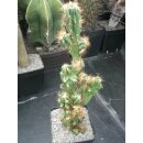 Cereus jamacaru v. monstrosus 30cm !!