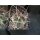 Astrophytum niveum var. nudum gr&ouml;&szlig;ere Nachzuchtpflanzen min. 5,5cm
