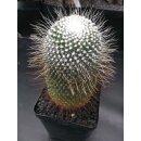 Mammillaria spinosissima cv.  uno pico  gro&szlig; u....