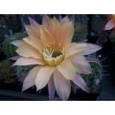 Echinopsis (1314) Hybride "Apricot Delight"...