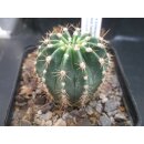 Echinopsis (1314) Hybride "Apricot Delight" bl&uuml;hf&auml;hig !   !!