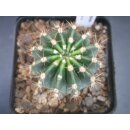 Echinopsis (1314) Hybride "Apricot Delight" bl&uuml;hf&auml;hig !   !!