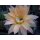 Echinopsis (1314) Hybride "Apricot Delight" bl&uuml;hf&auml;hig !   !!