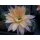 Echinopsis (1314) Hybride "Apricot Delight" bl&uuml;hf&auml;hig !   !!