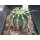 Echinopsis (1314) Hybride "Apricot Delight" bl&uuml;hf&auml;hig !   !!